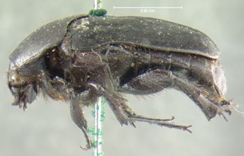 Media type: image;   Entomology 24875 Aspect: habitus lateral view